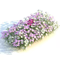 Pink And White Blooming Flowers In A Lush Cluster With Gentle Shadows And Vibrant Petals