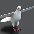 Detailed White Pigeon With Spread Wings Standing On Black Background Surface
