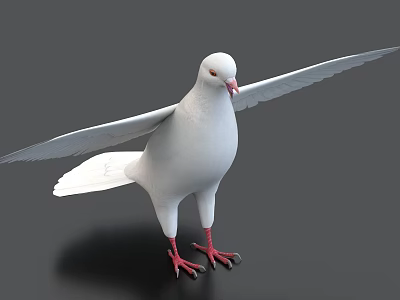 Detailed White Pigeon With Spread Wings Standing On Black Background Surface 3d model