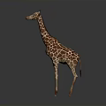 Giraffe in standing pose with long neck and spotted coat on gray gradient background