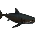 Large Black Shark With Sharp Teeth Powerful Fins And Muscular Body