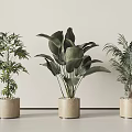 Three Different Potted Plants in Beige Planters for Indoor Home Decor