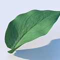 Large Green Leaf With Visible Veins On Light Background And Shadow 3d model