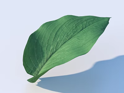 Large Green Leaf With Visible Veins On Light Background And Shadow 3d model