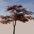 Tall Deciduous Arbor With Brown Foliage And Spreading Branches Isolated On White Background