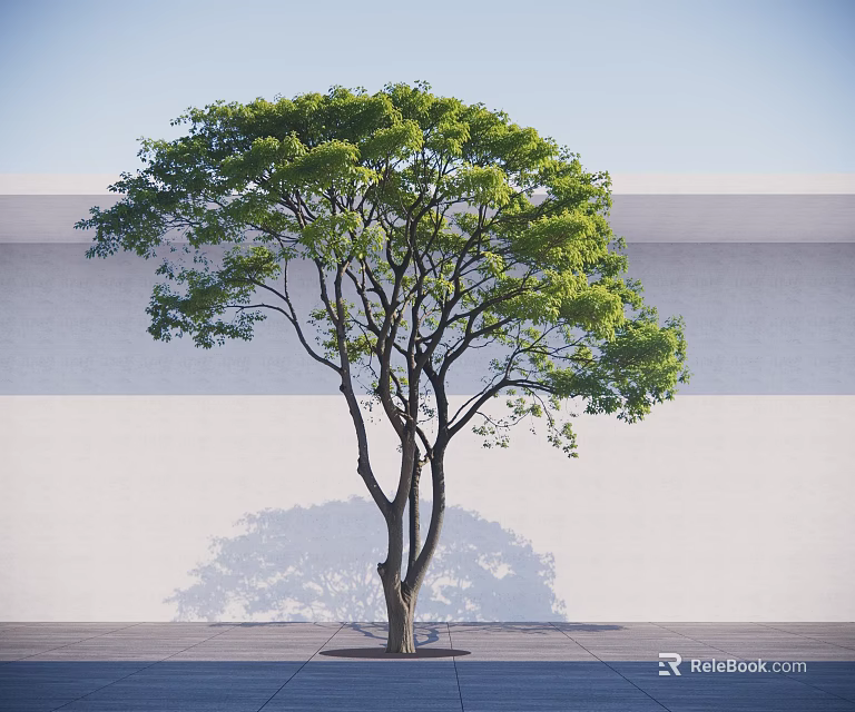 Arbor Tree With Green Foliage Slender Trunk Against Light Wall On Paved Ground 3d model 