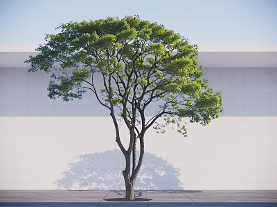Arbor Tree With Green Foliage Slender Trunk Against Light Wall On Paved Ground 3d model