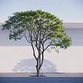 Arbor Tree With Green Foliage Slender Trunk Against Light Wall On Paved Ground