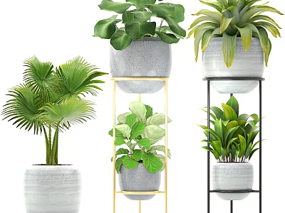 Varied Indoor Bonsai Potted Plants in White Grey Pots on Metal Stands 3d model