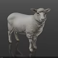 3D Rendered White Sheep With Fluffy Wool Standing On Dark Background
