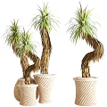 Elegant Bonsai Potted Plants With Curved Trunks Green Leaves And Beige Striped Pots