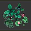 Colorful Plant Arrangement With Green Leaves Lily Pad Like Leaves Pink And Blue Small Flowers