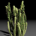 Green Cactus Succulent Plant With Spiny Stems And Small Buds Isolated On Black Background