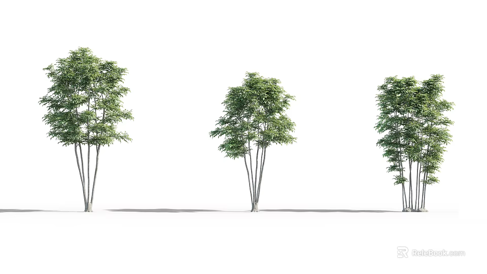 Three Green Leafy Arbor Trees With Slender Trunks For Landscape Garden 3d model