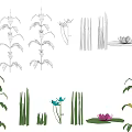 Diverse Plant Illustrations of Corn Reeds and Lotus with Foliage and Flower Details