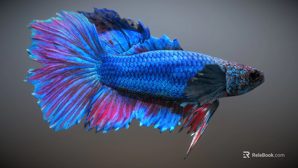 Stunning Betta Fish Aquatic Animal With Vibrant Blue Purple Body And Flowing Pink Blue Fins 3d model 