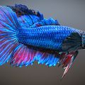 Modern Fish 3d model