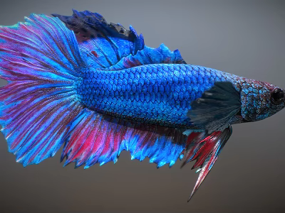 Stunning Betta Fish Aquatic Animal With Vibrant Blue Purple Body And Flowing Pink Blue Fins 3d model