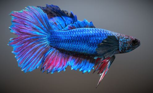 Modern Fish 3d model