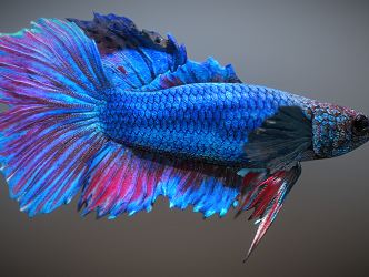 Modern Fish 3d model