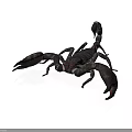 Detailed 3D Model of Scorpion with Dark Exoskeleton Curved Tail and Sharp Claws