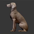 Light Brown Dog Sitting On Dark Background With Short Coat And Droopy Ears Looking Up