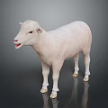 White Sheep Standing On Dark Background With Open Mouth Soft Reflection And Smooth Fur 3d model