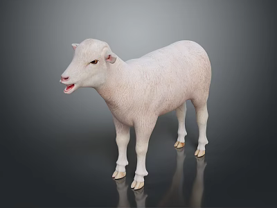 White Sheep Standing On Dark Background With Open Mouth Soft Reflection And Smooth Fur 3d model