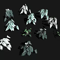 Diverse Indoor Plants With Green And White Leaves And Various Leaf Shapes