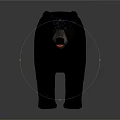 Black Bear Standing in Natural Posture with Thick Fur and Detailed Features