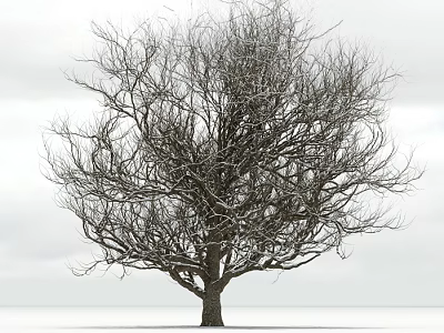 Leafless Tree with Snow Covered Branches Against Winter Sky on Snowy Ground 3d model