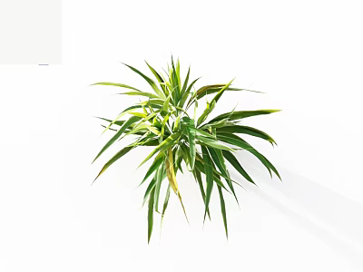 Fresh Green Leafy Plant with Long Slender Leaves on White Background 3d model