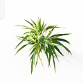 Fresh Green Leafy Plant with Long Slender Leaves on White Background