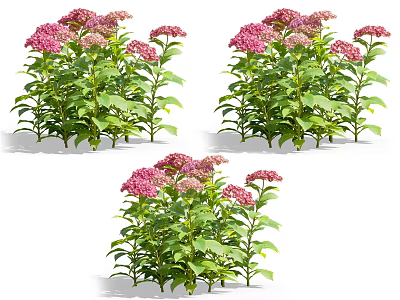 Beautiful Flower Plants with Vibrant Pink Blooms and Lush Green Leaves 3d model