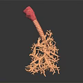 modern bronchus trachea 3d model