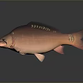 Aquatic Animal Red Fish Featuring Shiny Scales Prominent Fins And Bright Eyes