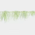 Green Hanging Vines with Lush Leaves for Decorative Display on White Background