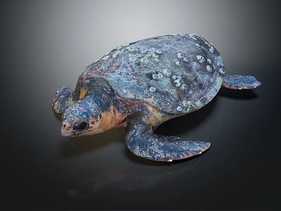 Reptile Sea Turtle With Mottled Shell White Spots And Colorful Body On Dark Background 3d model