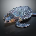 Reptile Sea Turtle With Mottled Shell White Spots And Colorful Body On Dark Background