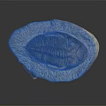 Detailed Trilobite Fossil with Oval Shape and Textured Surface on Dark Background