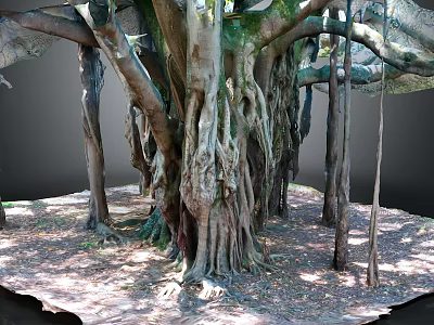 Banyan Tree With Massive Exposed Roots And Thick Trunk In Natural Outdoor Setting 3d model