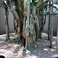 Banyan Tree With Massive Exposed Roots And Thick Trunk In Natural Outdoor Setting