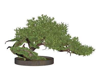 New Chinese Bonsai Landscape Plants Pine Bonsai 3d model