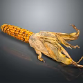 Ripe Corn Cob With Orange And Brown Kernels Dried Husks On Dark Reflective Background