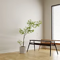 Two Long Wooden Stools In Bright Indoor Area With Green Plant And Window Blinds