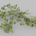 Fresh Parsley Herb Also Known as French Parsley Used in Aromatic Culinary Dishes