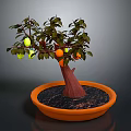 Potted Fruit Tree With Green And Orange Fruits In Orange Planter