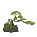 Arbor Bonsai Pine Tree With Curved Branches Rocky Base And Grass 3d model
