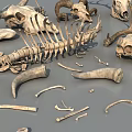 Diverse Reptile Skeleton Collection With Skulls Spines Ribs And Bone Pieces