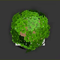 Lush Green Plant with White Speckled Square Planter on Gray Background
